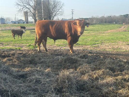 Cattle Sales: Full blooded Akaushi (Red Wagyu) Bull