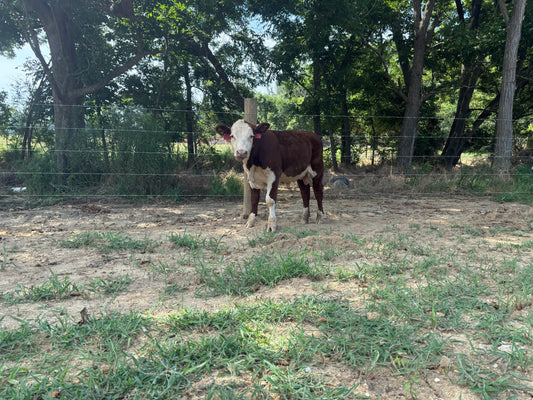 Cattle Sales: Registered Hereford Bulls