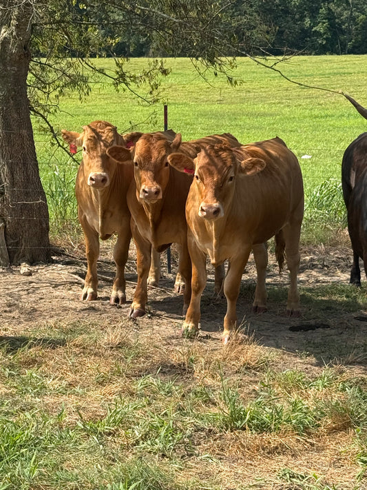 Cattle Sales: Akaushi (Red Wagyu) Steers For Sale