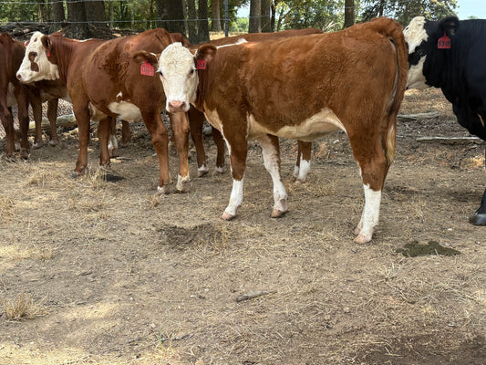 Cattle Sales: Registered Hereford Heifer #64-26